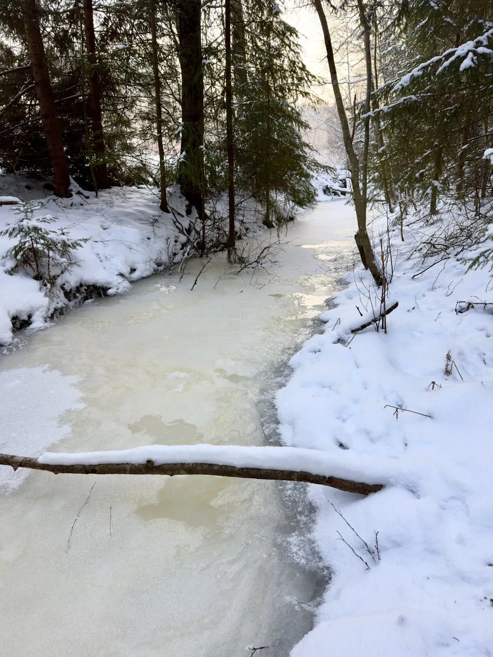 Frozen stream flowing through snowy forest with evergreen trees and fallen log in winter landscape