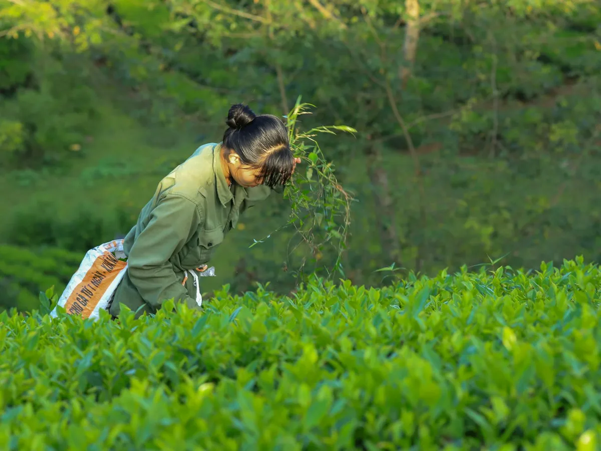A person in a khaki uniform bends down to examine tea plants in a lush green plantation field.